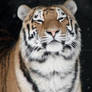 Smug - Siberian Tiger