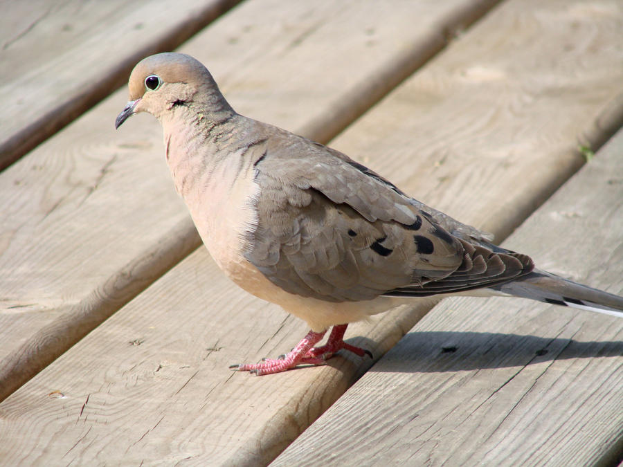 Portrait of a Dove 2