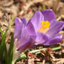 Sign of Spring - Crocus