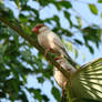 Feathered Friends