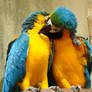 Love Birds