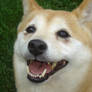 Smilin' Shiba