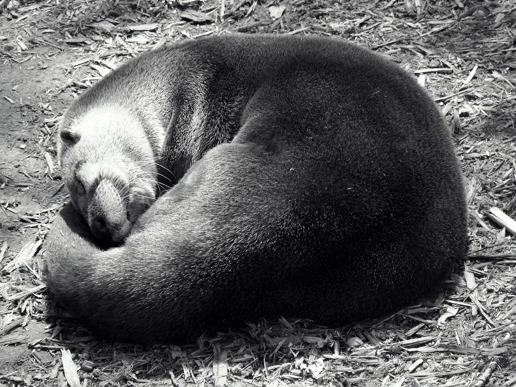 Otter Dreams