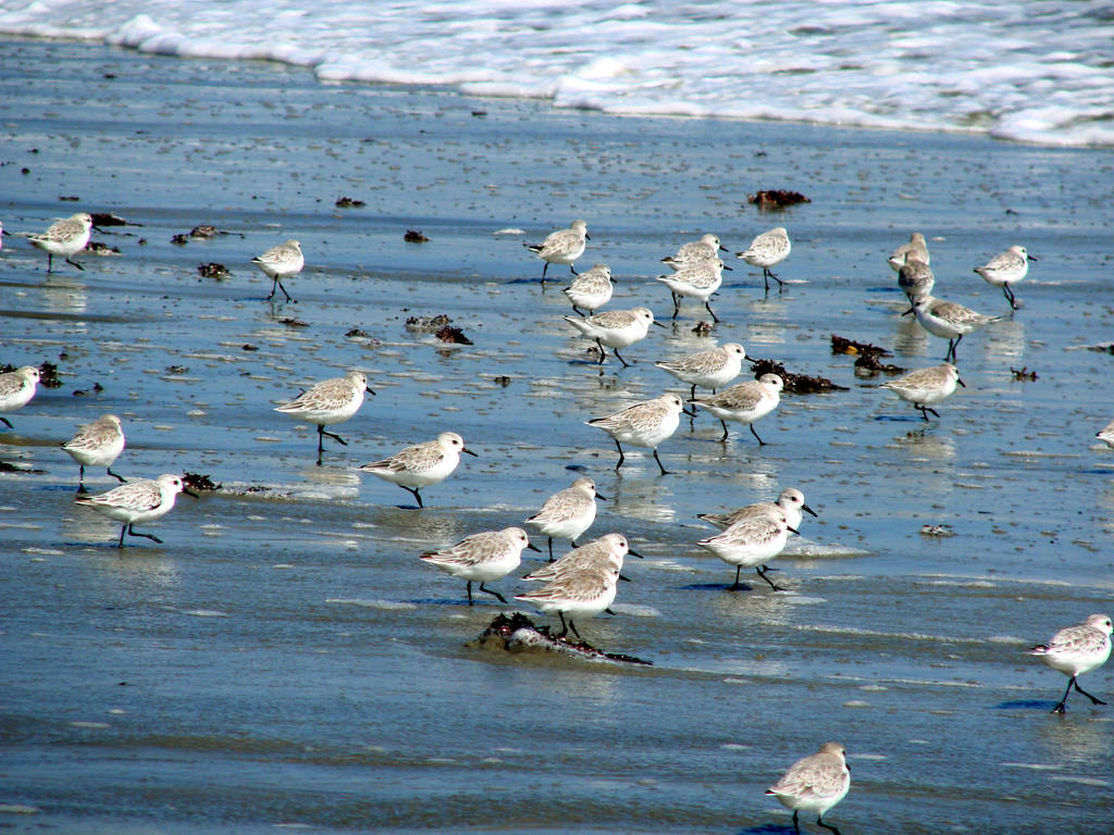 March of The Sandpipers