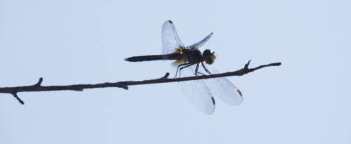 Dragonflies and Blue Skies by roamingtigress