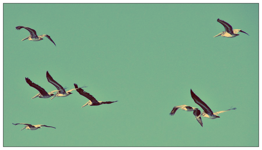 Flight of The Pelicans