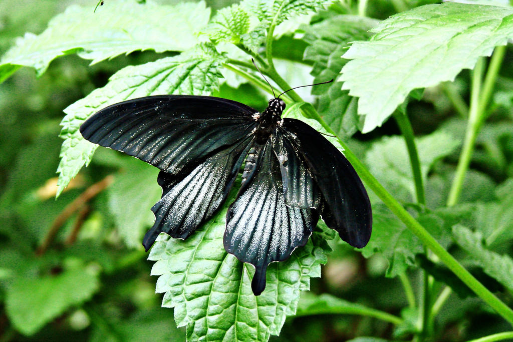 Resting the Wings