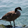 The Reflective Goose