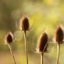 Autumn Thistle