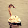 The Young Swan