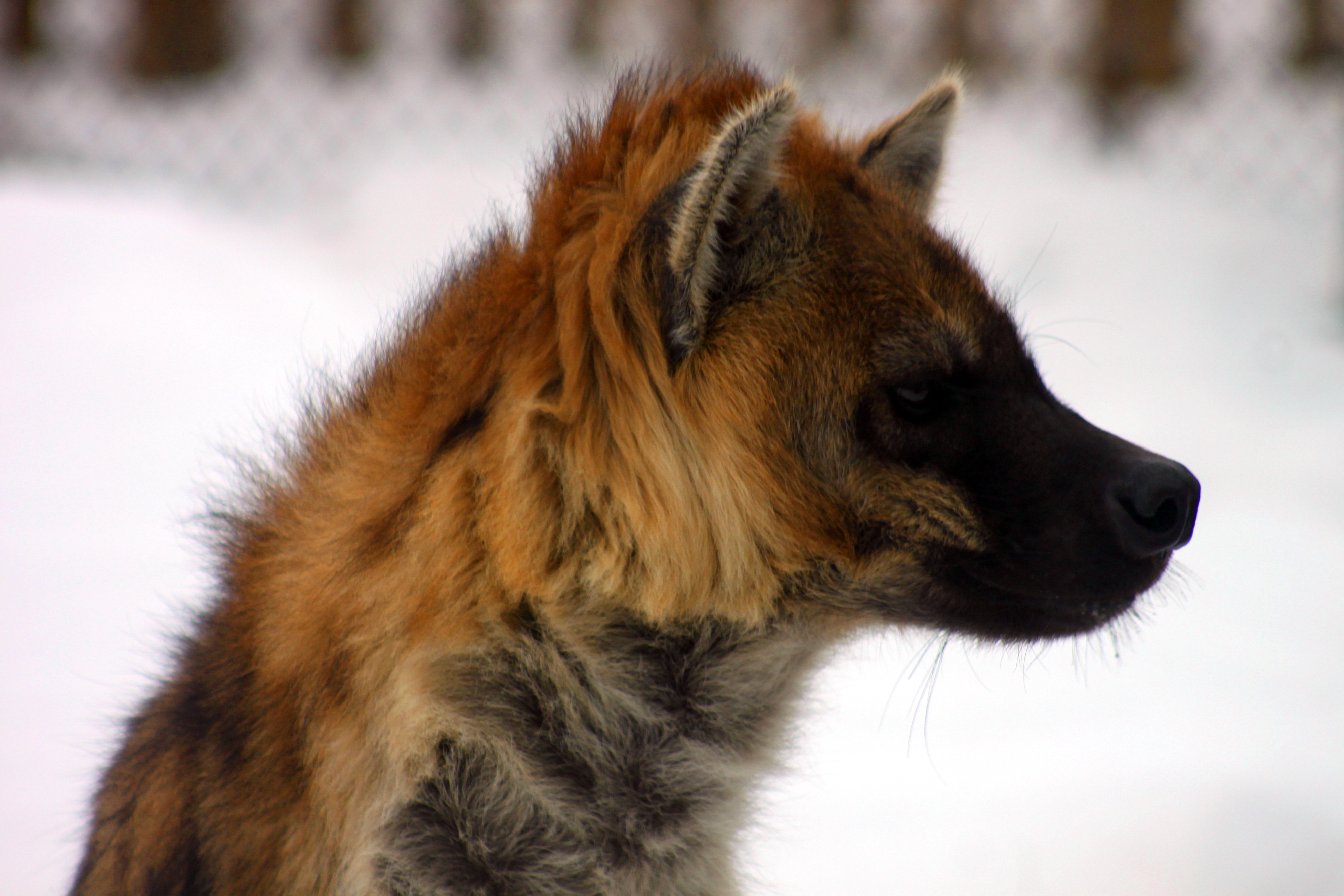 The Hyena's Winter