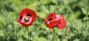 Poppies