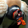 The King Vulture