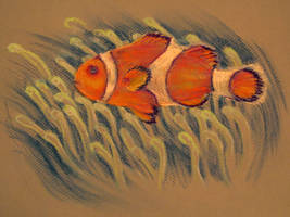 clownfish