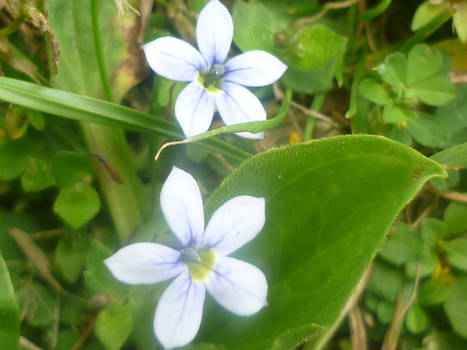 Flower Macro 006