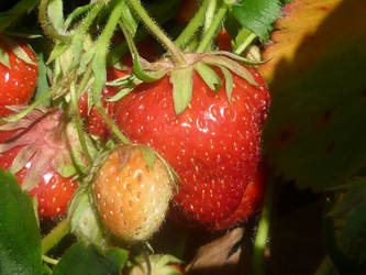 Stawberry Picking 1