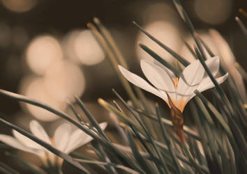 Crocus Bokeh