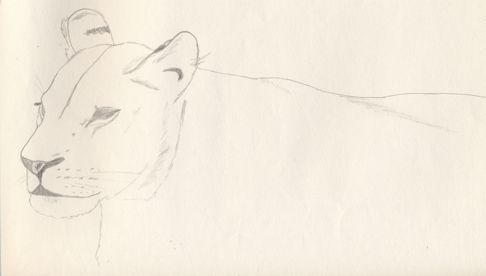 Lioness Sketch