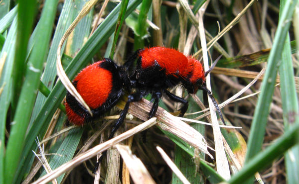 Buggers 4 by Soapminer on DeviantArt