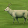 White Stag