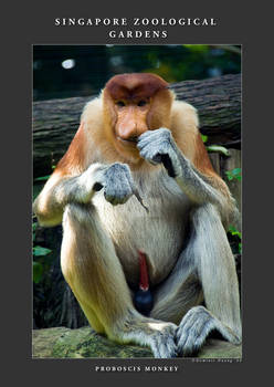 Proboscis Monkey2