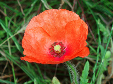 red poppy