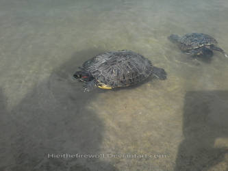 Red-Eared Slider