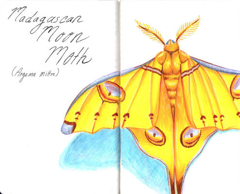 Madagascan Moon Moth