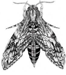 Convolvulus Hawk Moth