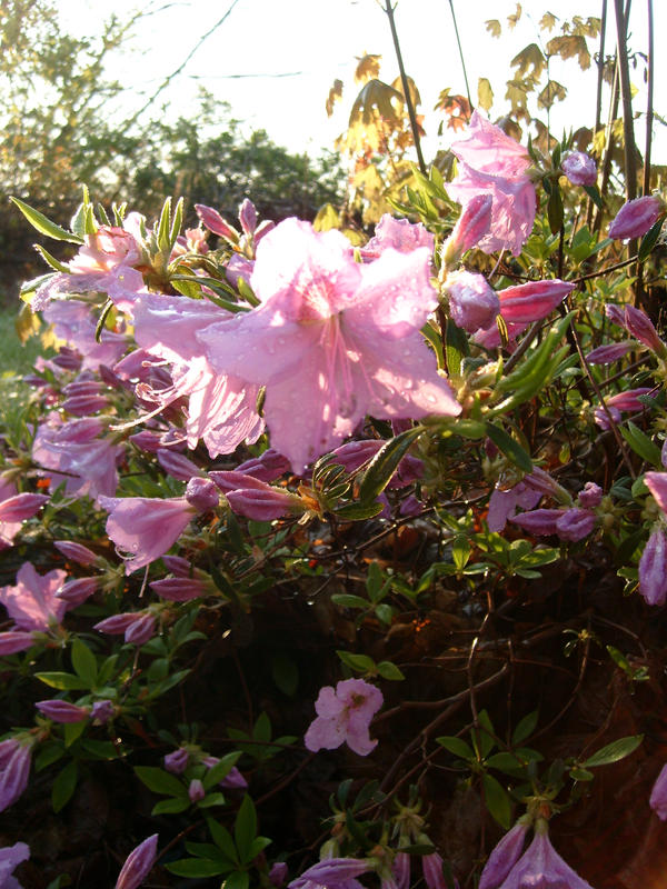 azalea in the morning