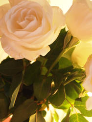 white rose.