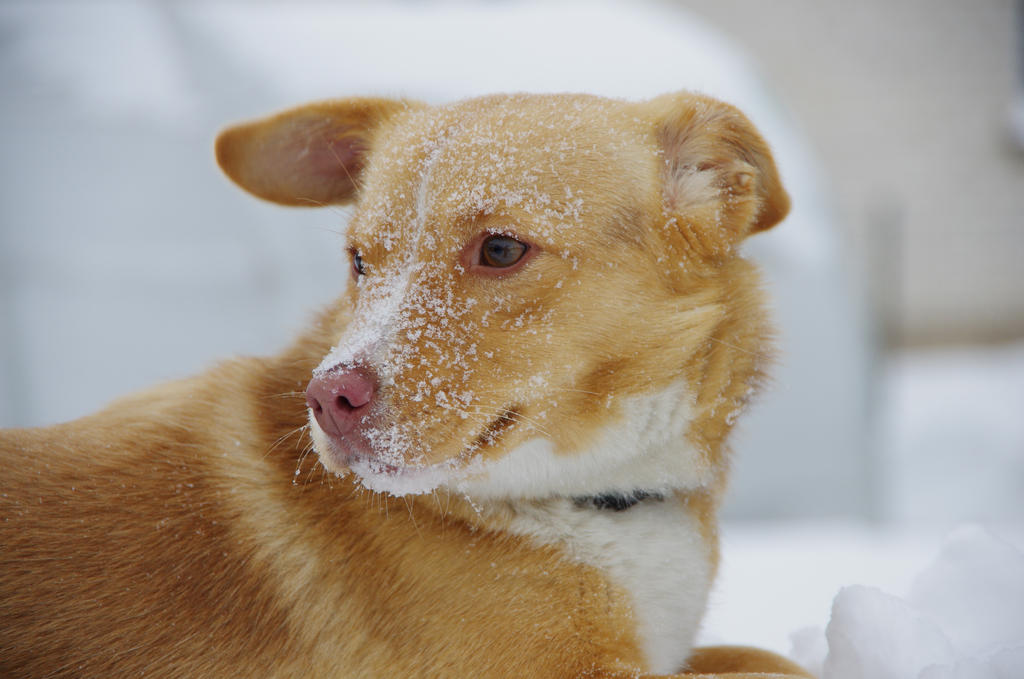 Snowflakes on a nose