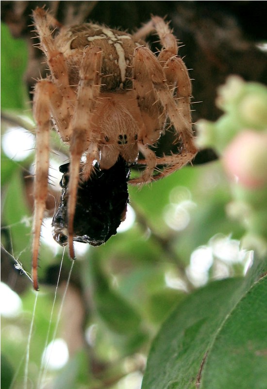 cross spider