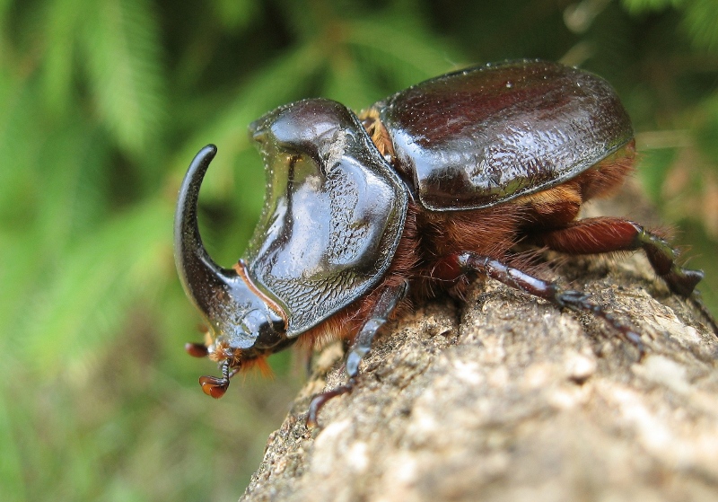 stag-beetle