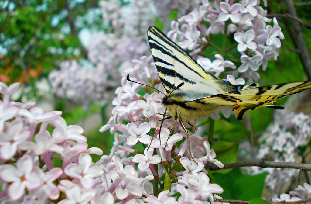 Papilio machaon