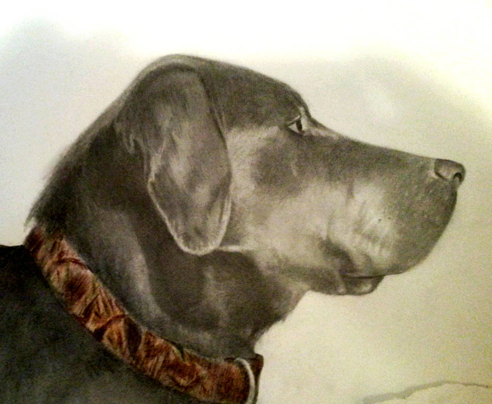 Black Lab Deviantart black lab by Pedzer on DeviantArt