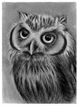 owl by szog88