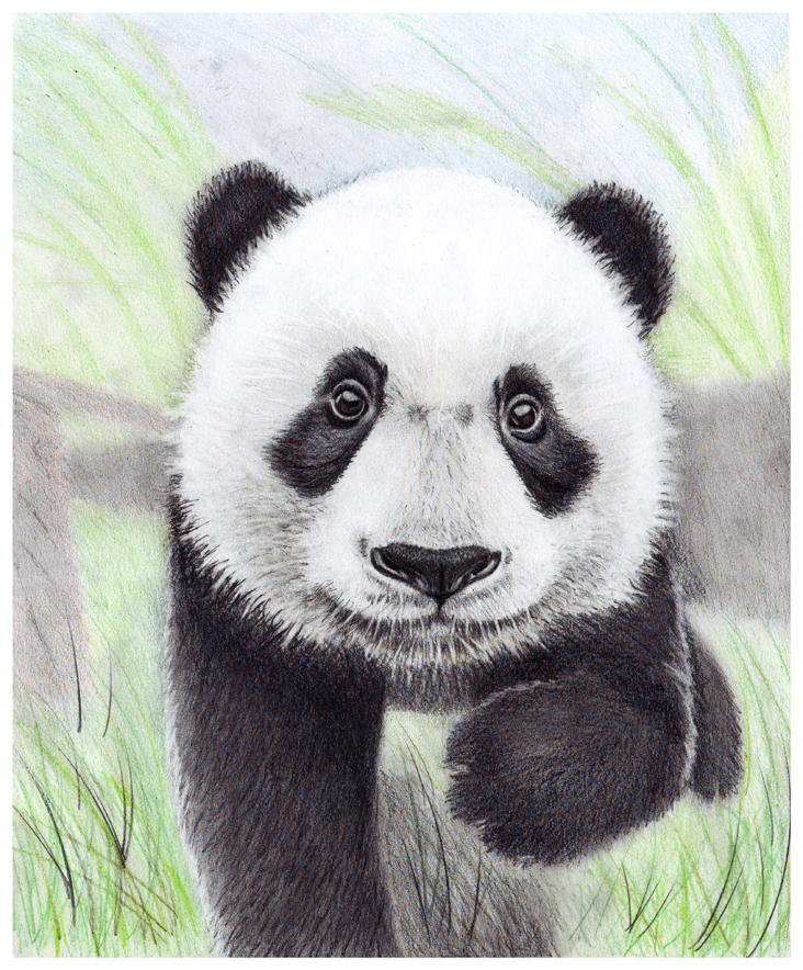 Baby Panda By Szog On Deviantart