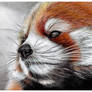 Red panda