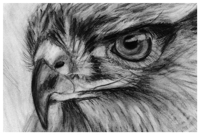 eagle sketch