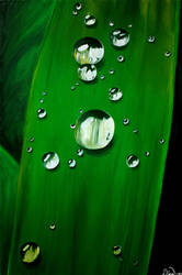 Dewdrops