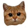 Cat head png.