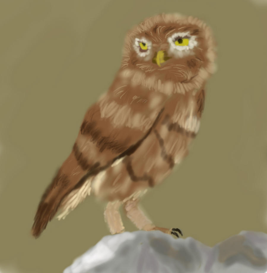 I drew an owl :3
