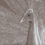 The Albino Peacock