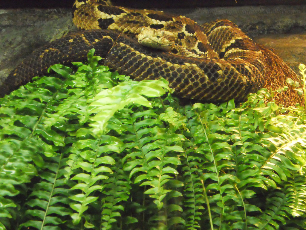 Rattler Snake by King-Komonasho on DeviantArt