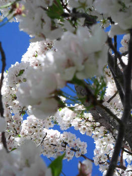 cherry_blossoms