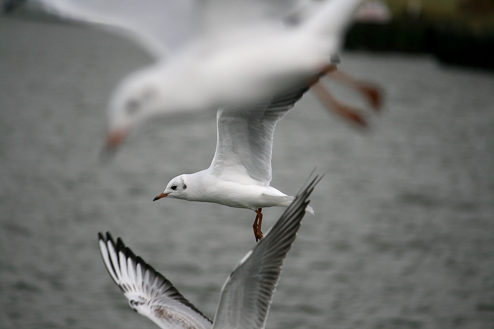 Broads: Seagull 3