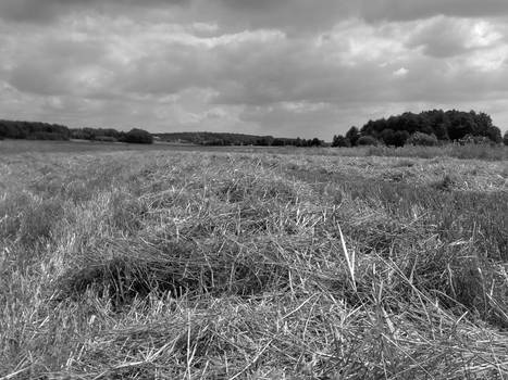 at harvest time