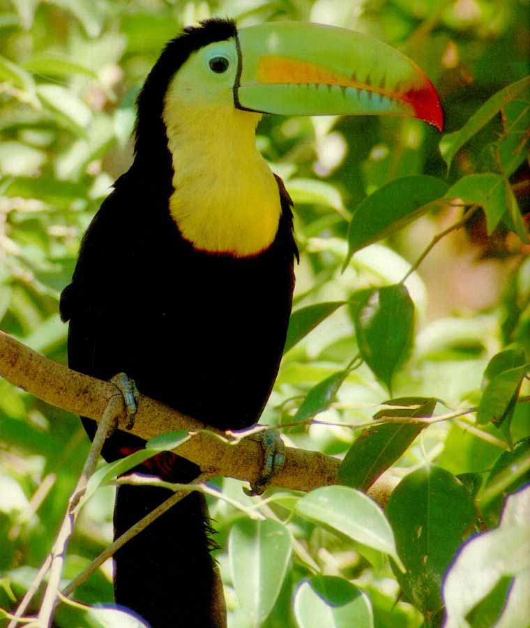 A Toucan in the Rainforest