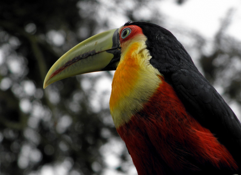 Tucano de Bico Verde